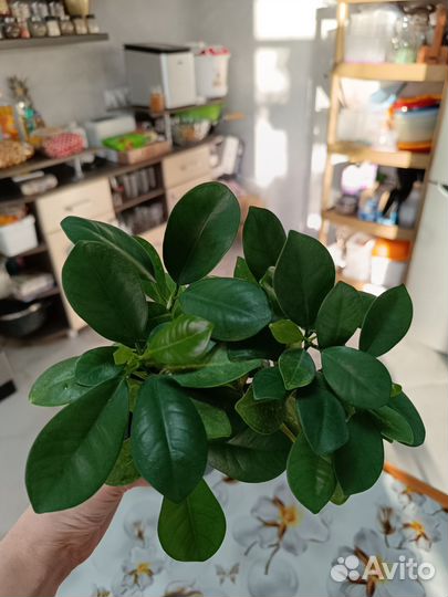 Фикус макламе