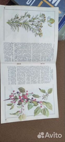 Лекарственные растения книга