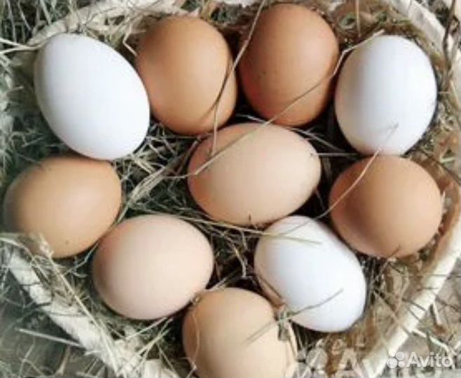 Домашние куриные яйца