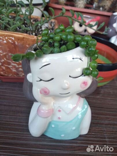 Крестовник в милом горшочке