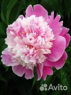 Пион розовый