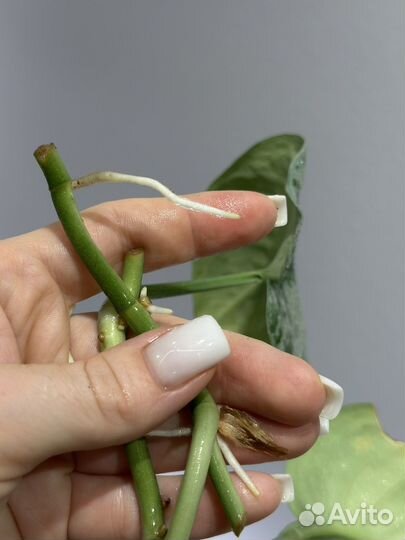 Сциндапсус, филодендрон, монстера альба