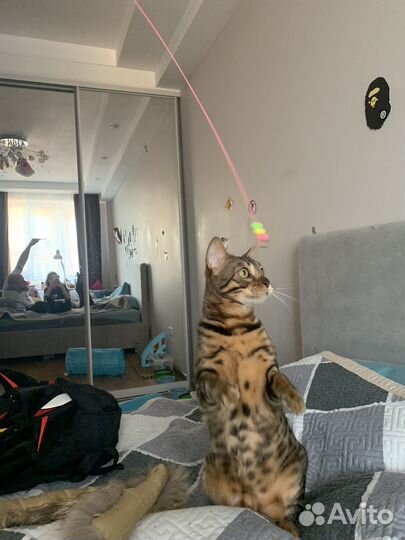 Бенгальский кот