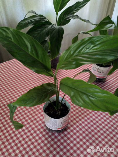 Комнатные растения цветы