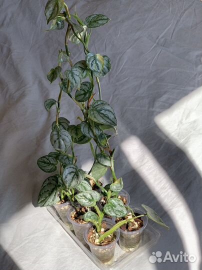 Филодендрон брандтианум