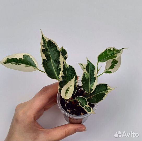 Комнатные цветы