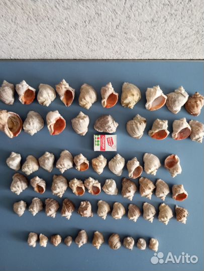 Морские раковины