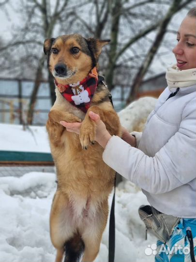 Ася, собака из приюта в добрые руки