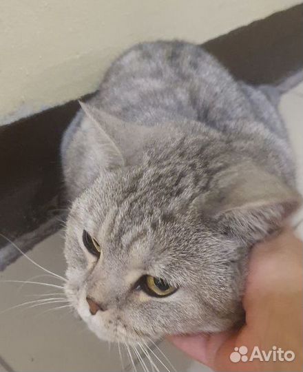 Британская кошечка в дар