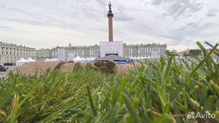 Рулонный газон