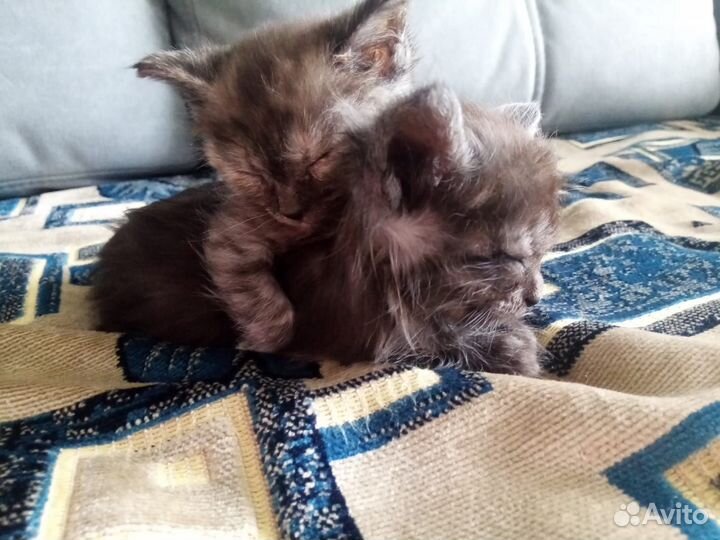 Кошка в дар бесплатно