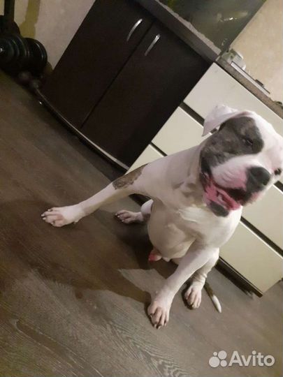 Американский бульдог Вязка