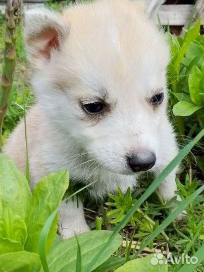 Щенки от Хаски