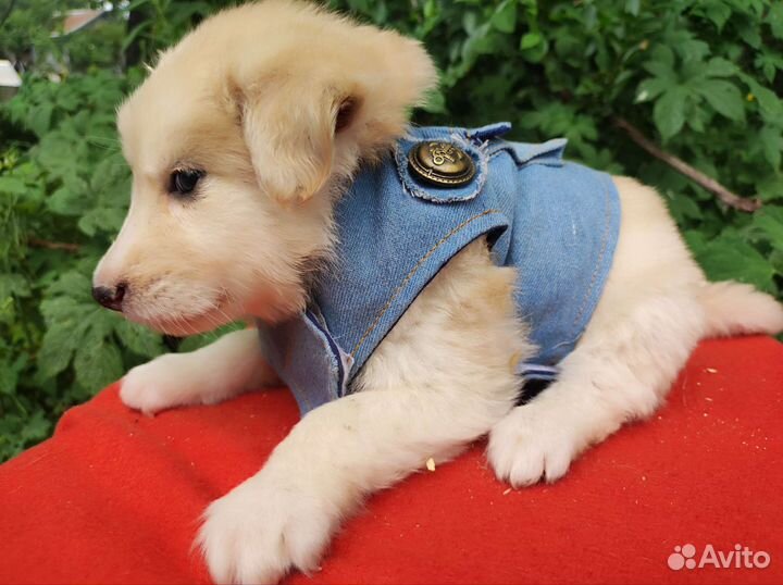 Щенки некрупной собаки