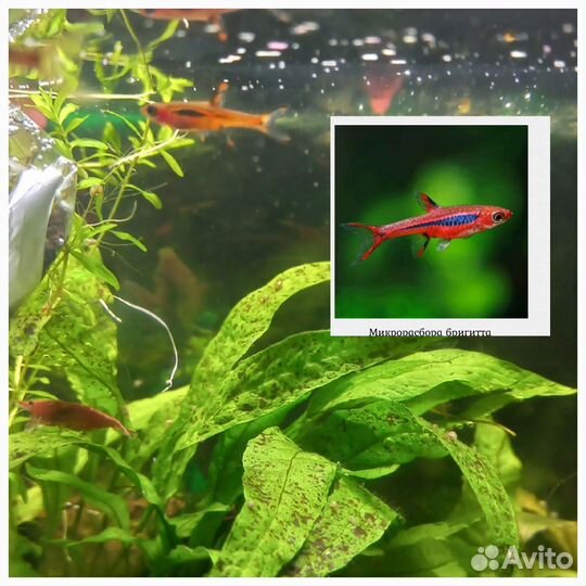 Аквариумные рыбки