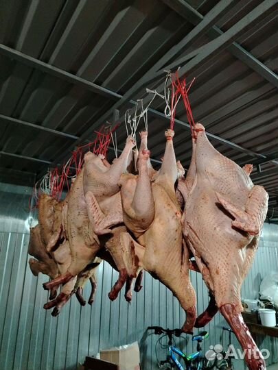 Индюки индюшки