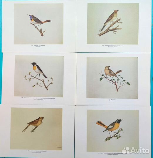 Иллюстрации птиц картинки