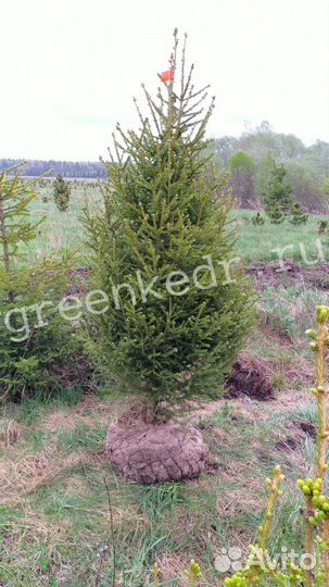 Саженцы Ель Сибирская 180-220см