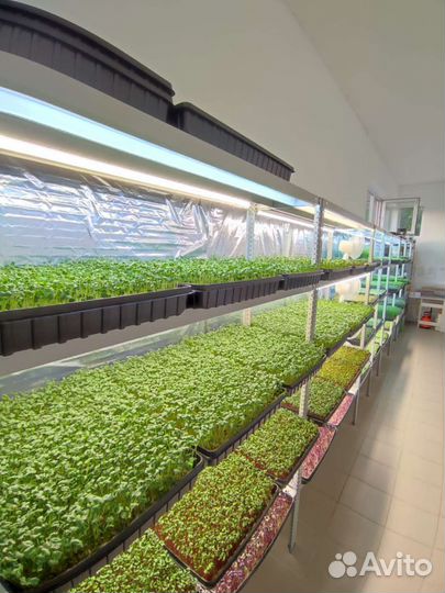 Микрозелень, витграсс, цветы