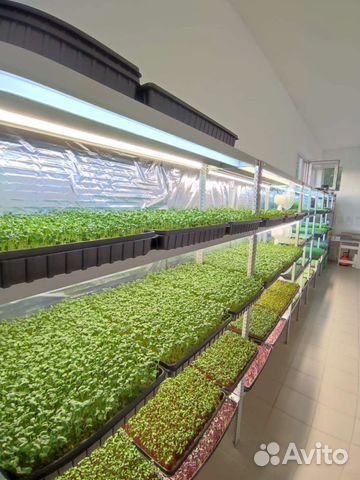 Микрозелень, витграсс, цветы