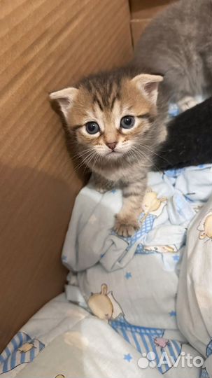 Шотландская