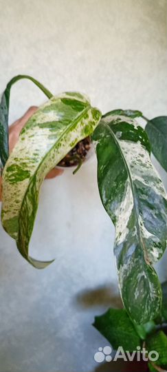 Эпипремнум гигантум вариегатный