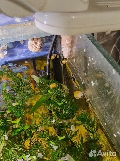 Улитки ампулярии