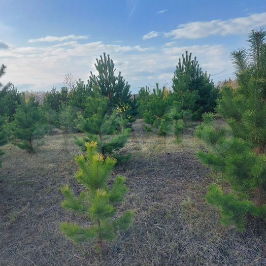 Участок 11,4 сот. (СНТ, ДНП)