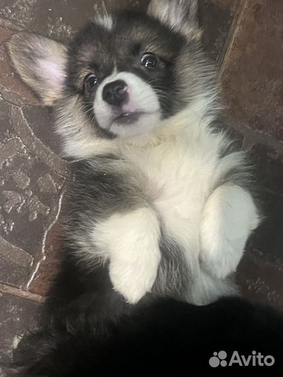 Щенки корги