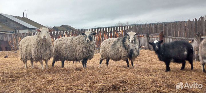 Продам овец баранов