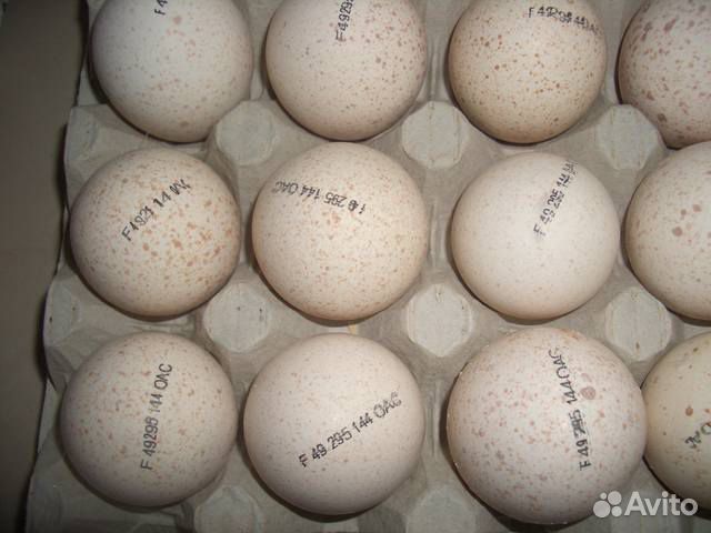 Инкубационное яйцо бройлера еженедельно