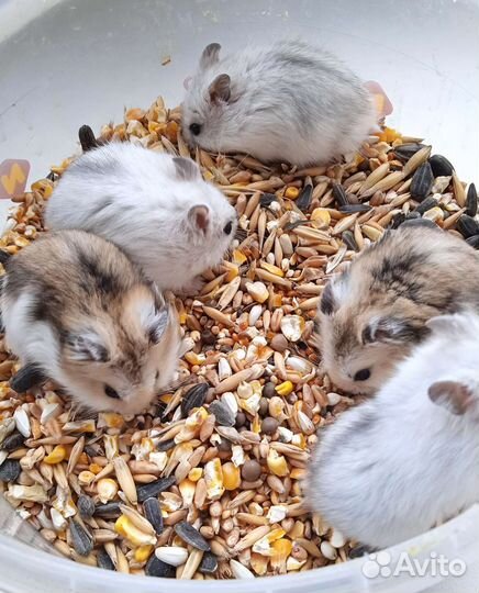 Джунгарские хомячки много выбор(клетки, корм)