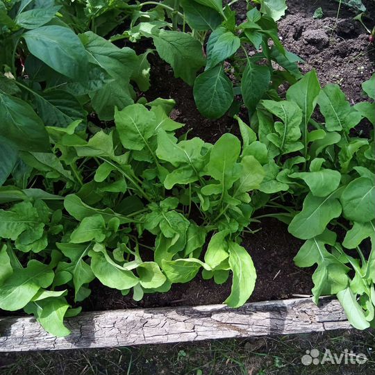 Руккола, шпинат, огурцы, кабачки и другие овощи