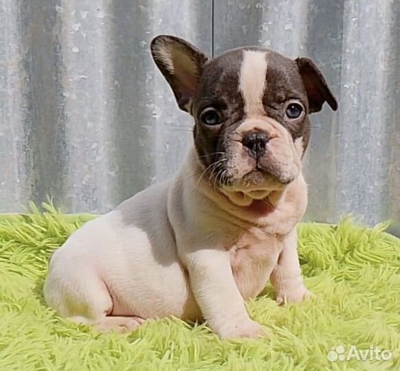 Французики