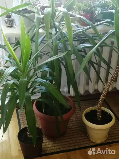 Юкка комнатная