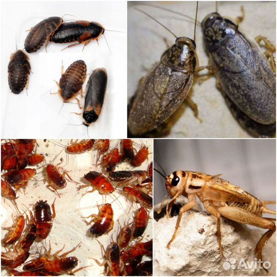 Мыши, Кормовые насекомые: тараканы, сверчки