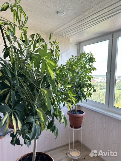 Комнатные цветы шефлера