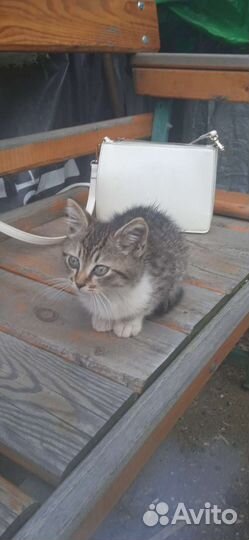 Котёнок в добрые руки