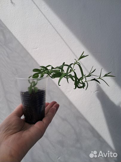 Гипсофила метельчатая белая