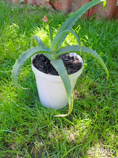 Алоэ лечебный