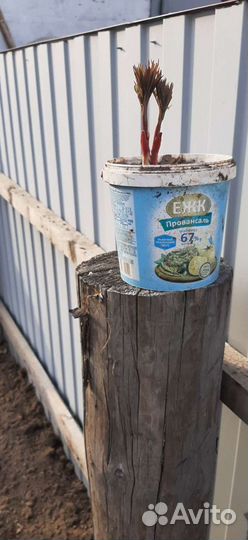 Пион марьин корень