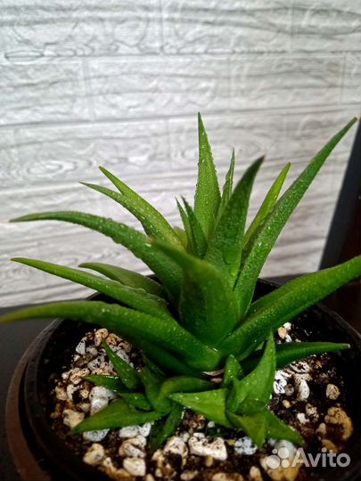 Хавортия с детками