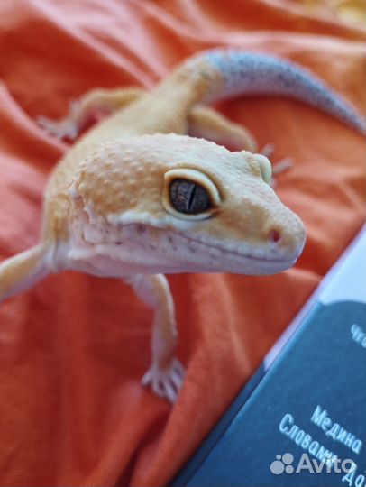 Эублефар гипо танжерин