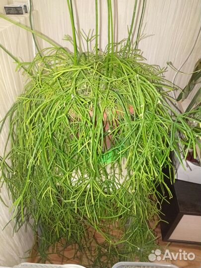 Растения для офиса,большого дома