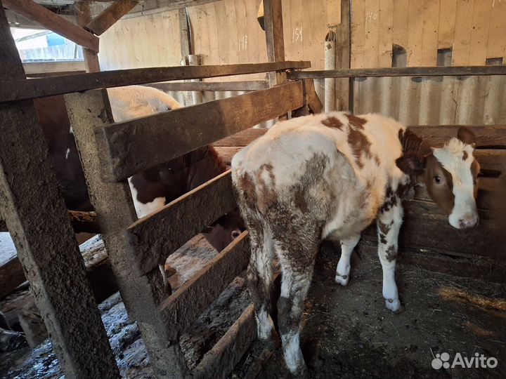 Продам тёлка