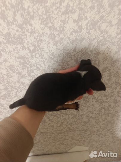 Чихуа мальчик