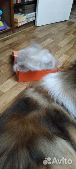 Шерсть собачья Колли 250 г