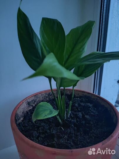 Антуриум белый