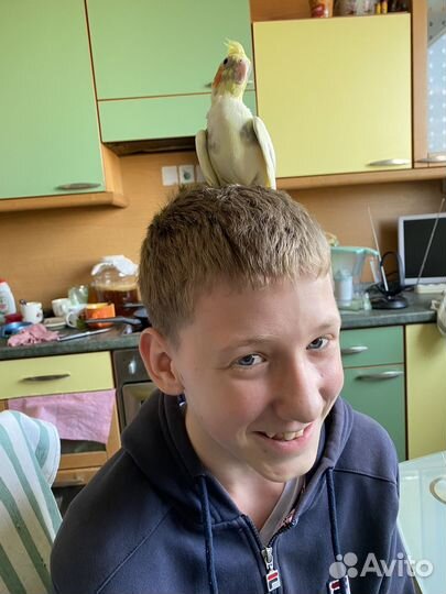 Продам 2-х птиц с клеткой