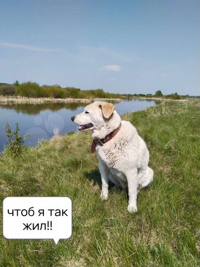 Участок 12 сот. (ИЖС)